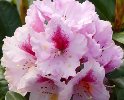 Image de Rhododendron Hybride " Diadem " rhododendron à grandes fleurs 30 - 40 cm de haut