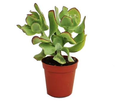 Obrázek produktu pro Crassula arborescens - malá rostlina v květináči 5,5 cm