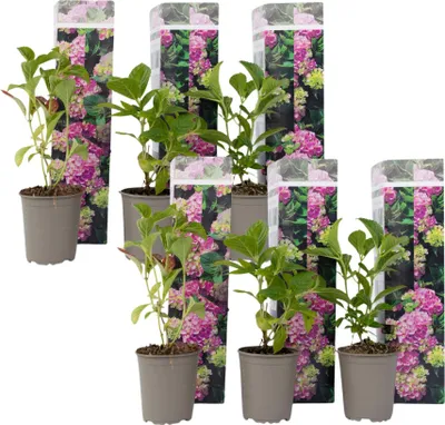 Produktbild von Hortensie - 6 Stk - Hydrangea macrophylla 'Early Pink' - Höhe 25-40cm - ⌀9cm