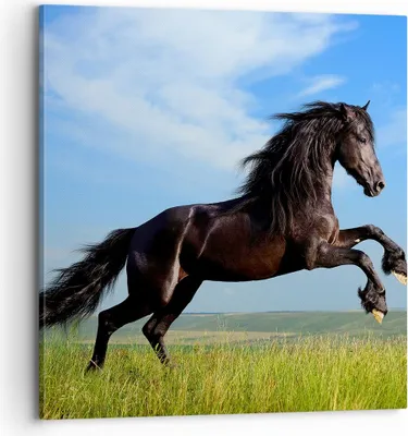Produktbild von Bild auf Leinwand - Leinwandbild - Schwarzes Pferd Pferd Galopp - 70x70cm - Wand Bild - Wanddeko - Leinwanddruck - Bilder - Kunstdruck - Wanddekoration - Leinwand bilder - Wandkunst - AC70x70-0495