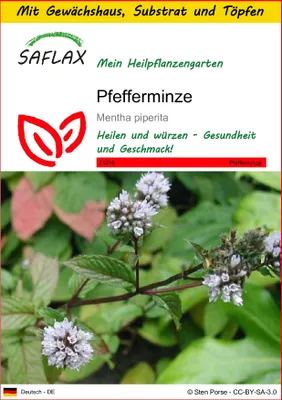 Produktbild von SAFLAX Anzucht Set - Pfefferminze - Mentha piperita - 300 Samen - Mit Mini-Gewächshaus, Anzuchtsubstrat und 2 Töpfen