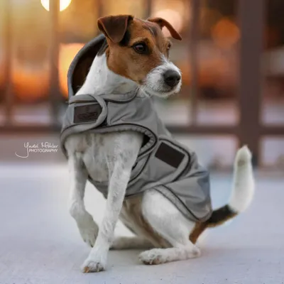 Obrázek produktu pro Kentucky Dogwear Pláštěnka pro psy Reflexní a vodoodpudivá pláštěnka pro psy Silver XL