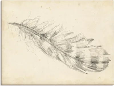 Produktbild von ARTland Leinwandbild Federskizze II Größe: 120x90 cm