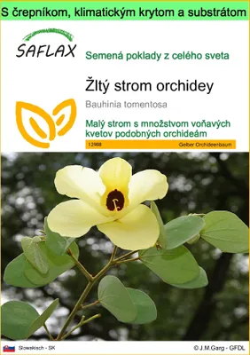 Obrázok produktu pre SAFLAX Garden to go - Žltý strom orchidey - Bauhinia tomentosa - 30 Semená - S črepníkom, klimatickým vekom a pestovateľským substrátom