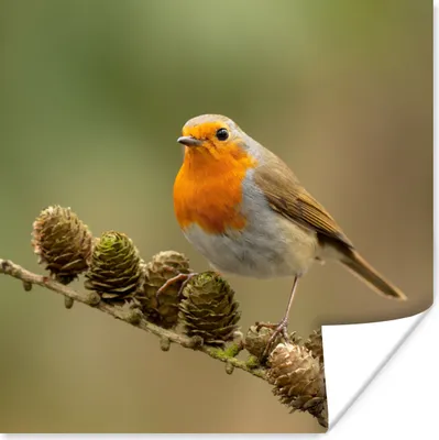 Produktbild von MuchoWow® Poster Vogel - Rotkehlchen - Tannenzapfen - Zweig - Herbst 75x75 cm - Wand Dekoration