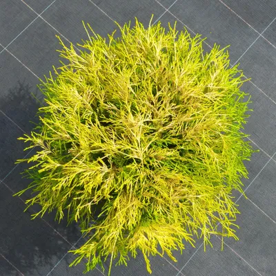 Produktbild von Chamaecyparis pisifera Filifera Aurea Nana - Gelbe Fadenscheinzypresse - 25-30cm