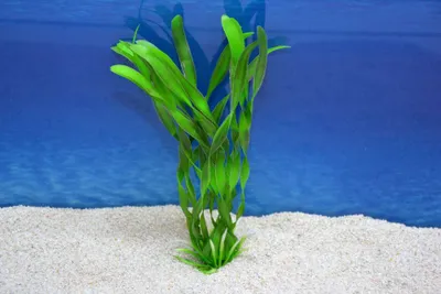 Produktbild von Amtra Valisneria M 20 cm – Dekorative Aquarium-Pflanze