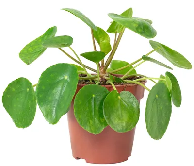 Produktbild von Ufopflanze - pflegeleichte Zimmerpflanze, Pilea peperomioides - Höhe ca. 20 cm, Topf-Ø 14 cm