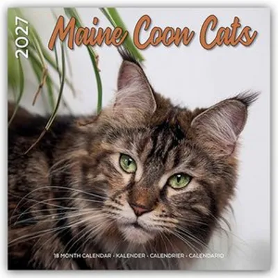 Immagine prodotto di Gatti Maine Coon - Calendario Main Coon 2027 - Calendario bimestrale - Calendario originale Plenty Gifts [Multilingue] [Calendario]
