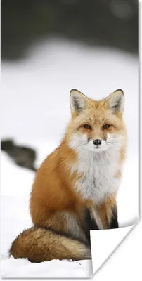 Produktbild von MuchoWow® Poster Fuchs - Schnee - Winter 60x120 cm - Wandschmuck