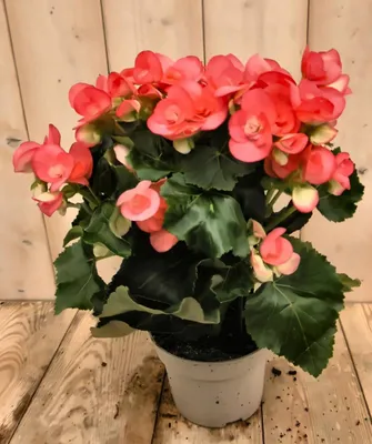 Productafbeelding van Begonia dubbelbloemig roze kamerplant Warentuin Natuurlijk