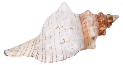 Produktbild von Natürliche Muscheln 16–18cm Dekorative Vasenfüller für Tischdekoration, Aquarien und Strandpartys