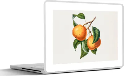 Produktbild von MuchoWow® Laptop Aufkleber Sticker Cover Obst - Baum - Lebensmittel 31x22.5 cm - Laptop-Deko