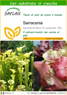 Immagine prodotto di SAFLAX  - Sarracenia - 10 semi - Con substrato - Sarracenia