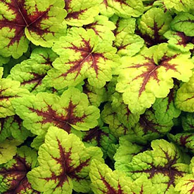 Produktbild von 6 x Bastardschaumblüte  - Heucherella 'Stoplight'  | Topf 9cm x 9cm
