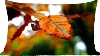 Produktbild von MuchoWow® Zierkissen Sofakissen Wohnzimmer Dekokissen 60x40 cm Buche - Herbst - Laub - Kopfkissen - Polster mit Foto
