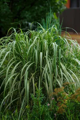 Produktbild von Stauden Gänge 10 x Miscanthus sinensis 'Cabaret' im 1 Liter Topf - buntes großes Chinaschilf - Streifenlook für stilvolle Akzente - Winterhart