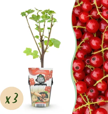 Immagine prodotto di Ribes rosso (Ribes rubrum) Jonkheer van Tets, resistente al freddo, 3 piante