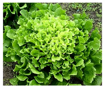 Produktbild von Salatsamen Escariol Endivie, frostunempfindlich, für Herbstanbau im Freiland