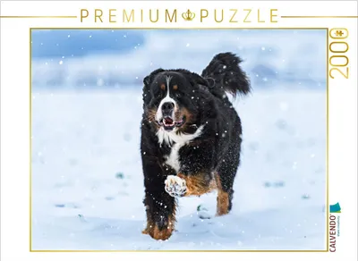 Produktbild von CALVENDO Puzzle Berner Sennenhund im Schnee | 2000 Teile Lege-Größe 90x67cm Foto-Puzzle für glückliche Stunden