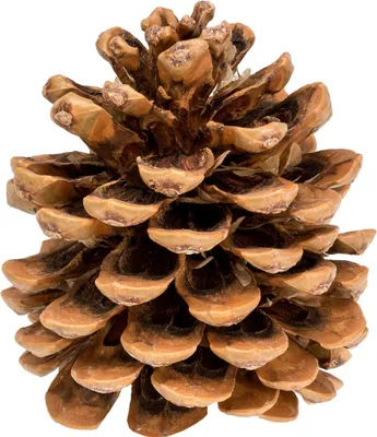 Produktbild von Pinienzapfen, Größe 12-14cm, 1 Stück | Pinus pinea