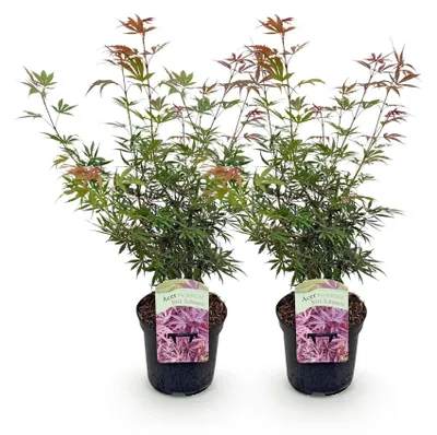 Zdjęcie produktu dla Japoński klon palmowy (Acer palmatum) - odmiana "Jerre Swarts" - rośliny o ciemnoczerwonych liściach