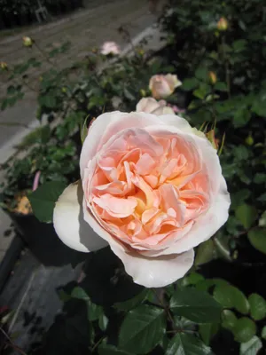 Produktbild von Rosa Matthias Claudius ® - Strauchrose - Tantau Rose - ADR Rose