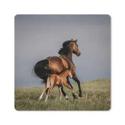 Produktbild von MuchoWow® Mauspad Mousepad Tiere - Pferde - Fohlen 20x20 cm - Mousepads - Maus Mat - Pad - Mausunterlage - Desk Mat - Bureauartikeln