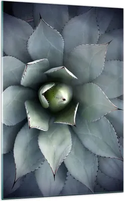 Produktbild von Bilder auf glas - Einteilig - Blau Blätter Agave - 70x100cm - Glasbilder - Wandbilder - Bilder - zum Aufhängen bereit - Wanddekoration aus Glas - Glas Bilder - Wandbild auf Glas - GPA70x100-5133