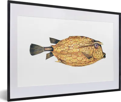 Produktbild von MuchoWow® MuchoWow® Gerahmtes Poster Fisch - Realismus - Gold 60x40 cm - Poster mit zchwarzem Bilderrahmen - Schlafzimmer - Plakat in Rahmen - Drucken