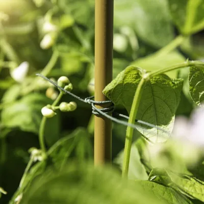 Produktbild von Rankdraht im Spender