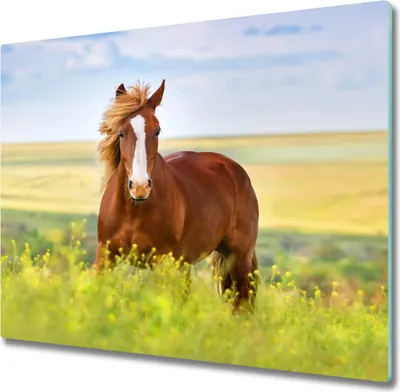 Produktbild von Glas Herdabdeckplatte 60x52 cm Spritzschutz Glasabdeckplatte Schneidebrett Braunes Pferd