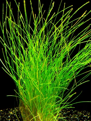 Produktbild von 1 Topf Nadelsimse (Eleocharis Acicularis) - Vordergrund