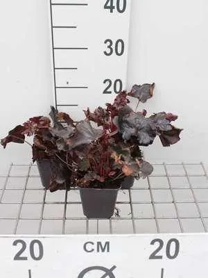 Produktbild von 6 x Heuchera hybr. 'Obsidian' - Purpurglöckchen - Topf 9 x 9 cm