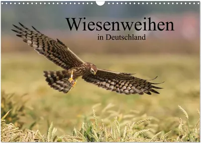 Produktbild von Wiesenweihen in Deutschland (Wandkalender 2025 DIN A3 quer), CALVENDO Monatskalender