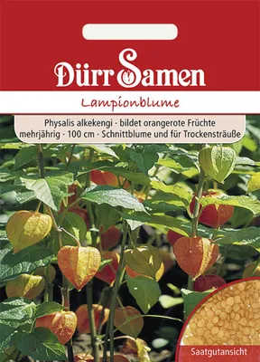 Produktbild von Dürr-Samen - Lampionblume orangerot mehrjährig 100 cm - Saatgut - 0879