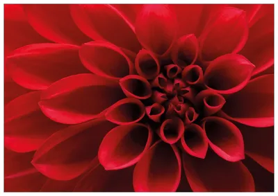 Produktbild von Wallario Premium Glasbild, freischwebende Optik, kräftige Farben, Größe 100 x 70 cm Motiv Rote Dahlienblüte in Nahaufnahme