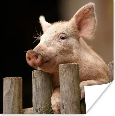 Produktbild von MuchoWow® Poster Schwein - Tier - Zaun 75x75 cm - Wand Dekoration