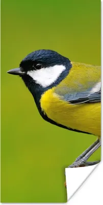 Produktbild von MuchoWow® Poster Vogel - Kohlmeise - Tiere - Grün 20x40 cm - Plakat - Foto