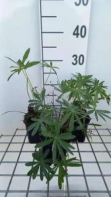Image de 6 x Lupinus hybr. 'Minarette' - Lupin - pot 9 x 9 cm