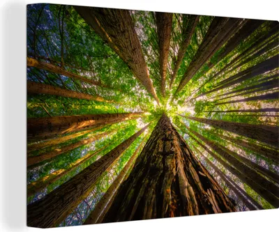 Produktbild von OneMillionCanvasses® - Leinwandbilder - 150x100 cm, Wald - Baum - Holz, Wandbilder Kunstdruck Wanddekoration