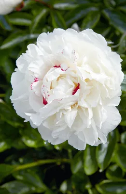 Produktbild von Paeonia lactiflora 'Avalanche', Pfingstrose, weiß, 2-3 Liter Container