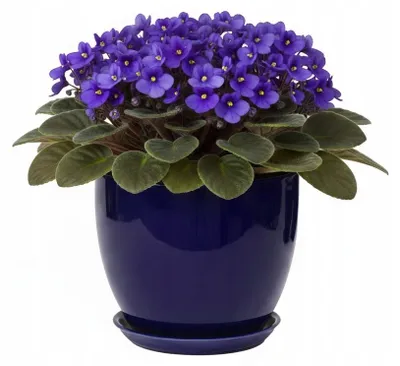 Zdjęcie produktu dla Doniczka Ceramiczna Niebieska Połysk Średnica 22 Cm Wysokość 18,5 Cm