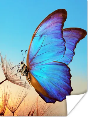 Produktbild von MuchoWow® Poster Schmetterling - Löwenzahn - Blau 120x160 cm - Wandbilder
