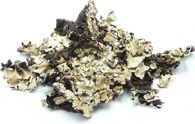 Produktbild von BioSchwarze Flechte 25g