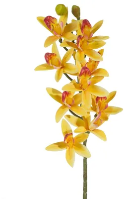 Obrázek produktu pro Umělá orchidej, žlutá, průměr 10 cm, výška 76 cm, sada 6 kusů