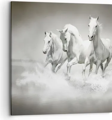 Produktbild von Bild auf Leinwand - Leinwandbild - Bauernhof pferde galopp freiheit - 70x70cm - Wand Bild - Wanddeko - Leinwanddruck - Bilder - Kunstdruck - Wanddekoration - Leinwand bilder - Wandkunst - AC70x70-2389