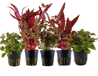 Produktbild von Pflanzen Set mit 5 schönen roten Topf Aquarium Wasserpflanzen AquaOne Nr.101