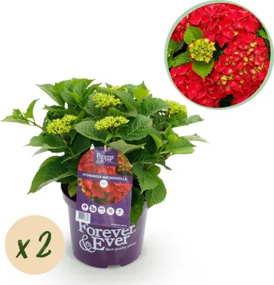 Immagine prodotto di Ortensia Forever and Ever Rossa, 2 piante (Hydrangea macrophylla), ciascuna in