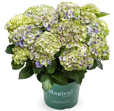 Produktbild von Green boutiQ - Balkonpflanze - Hortensie - Hydrangea Magical Jewel Blue - Blau - 6-10 Blumen - 2 Pflanzen - Topf 23cm Höhe 55cm